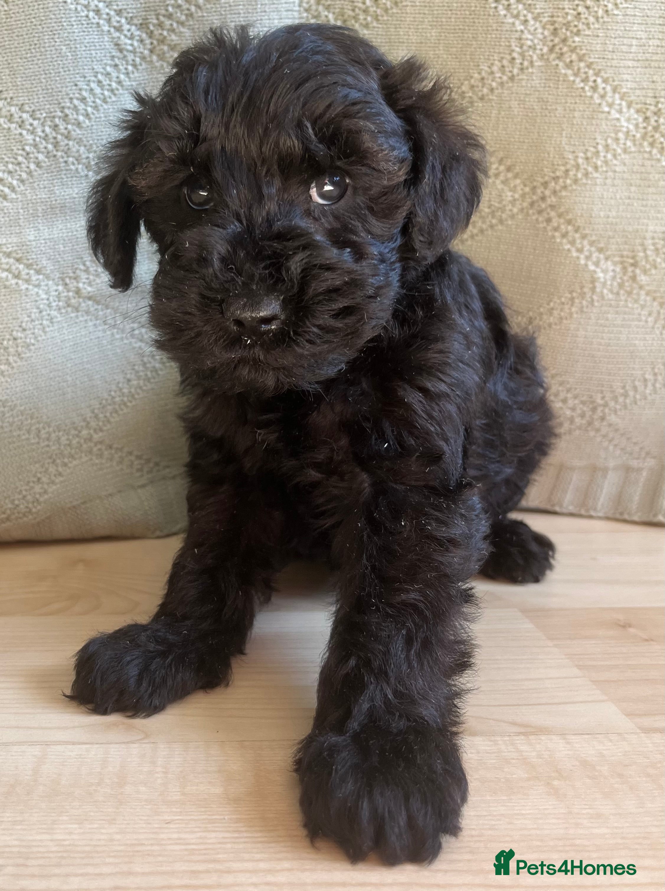 Schnoodle dogs Schnoodle pups for sale. Ready 11th October.  - Advert 2