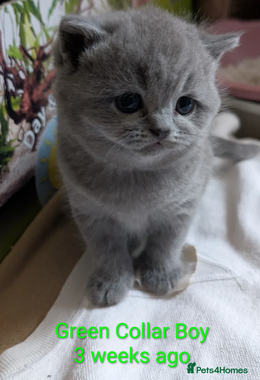 British Shorthair cats for sale: 🐾 Stunning Blue British Longhair & Shorthair  - Advert 13