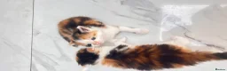 British Longhair cats for sale: Ready to reserve long fur fluffy kitties London  - Advert 3