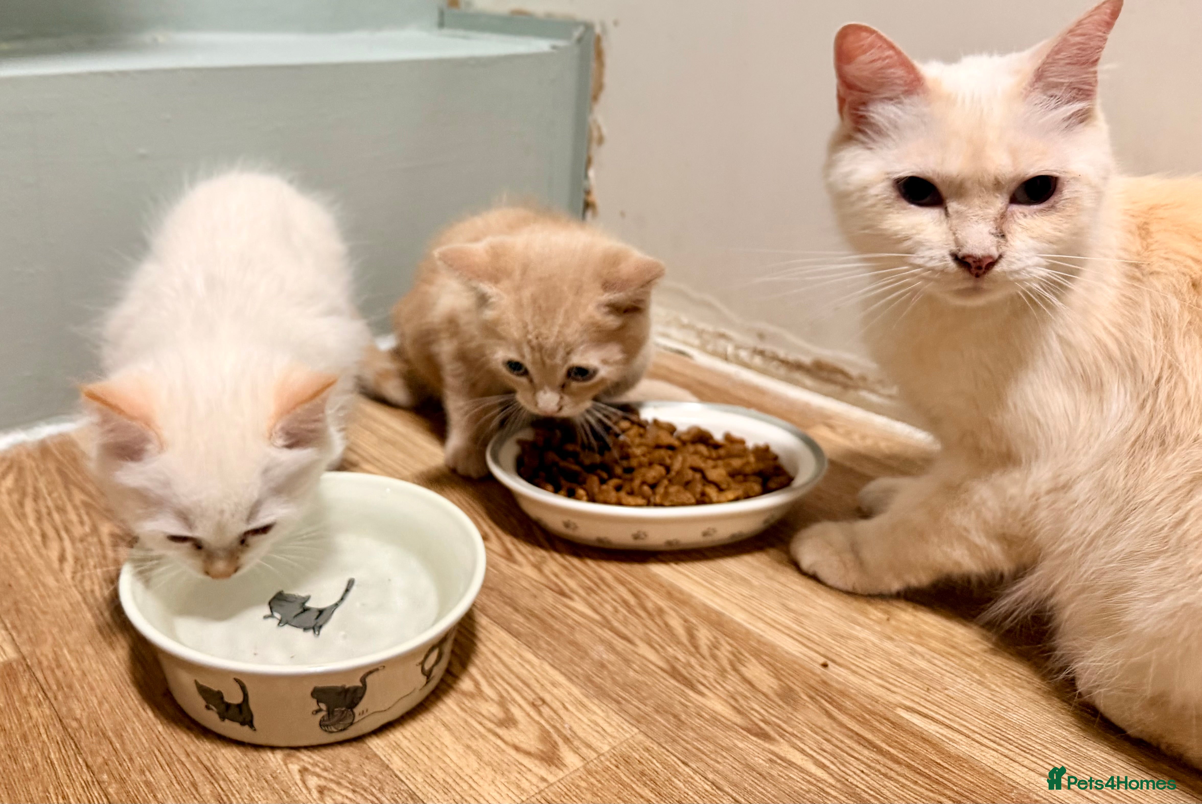 Mixed Breed cats TWO beautiful half-breed Ragdoll boy kittens. - Advert 2