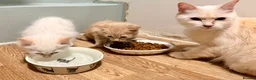 Mixed Breed cats for sale: TWO beautiful half-breed Ragdoll boy kittens. - Advert 2