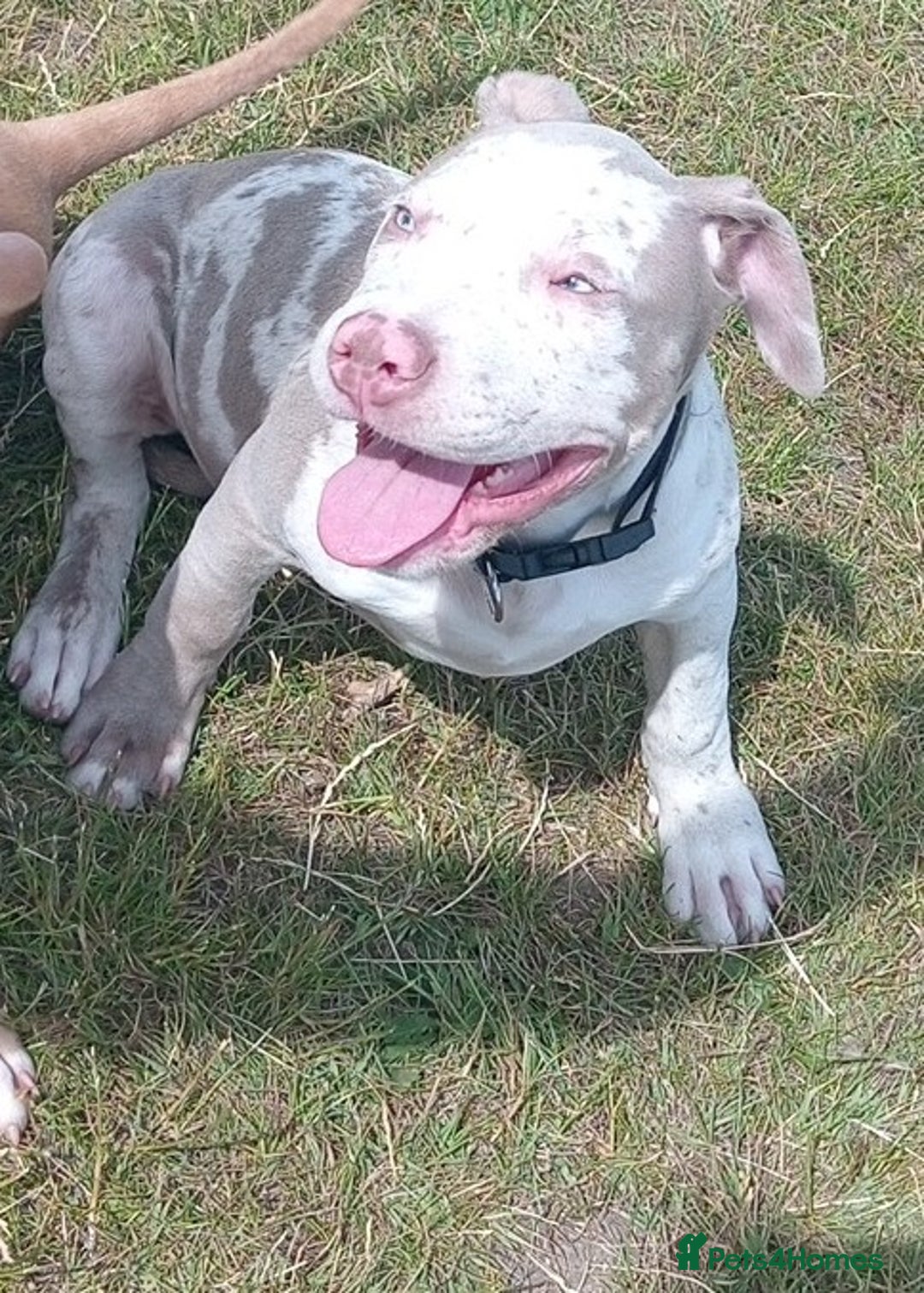 Staffordshire Bull Terrier dogs for sale:  2 American Staffordshire bull terrier girls  - Image 5