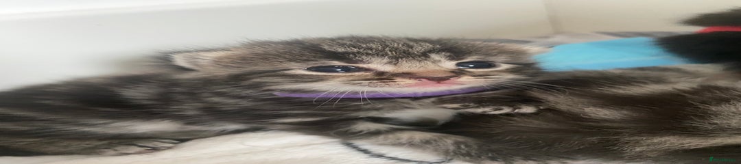 Purple Kitten 2