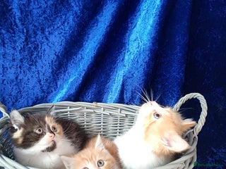 Persian cats - Advert 28