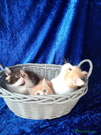 Persian cats - Advert 9