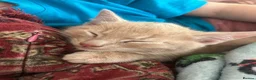 Mixed Breed cats for sale: Fantastic Farm Kittens  - Advert 4
