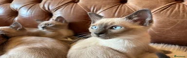 Tonkinese 3