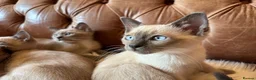 Tonkinese cats for sale: Exquisite Kittens- Tonkinese Dolls - Advert 13