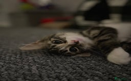 Mixed Breed cats for sale: Missy the cuddly cat  - Image 1