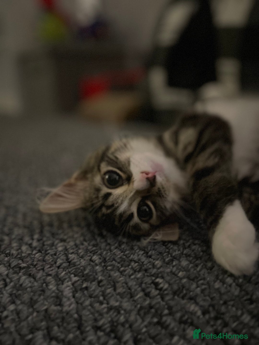 Mixed Breed cats for sale: Missy the cuddly cat  - Image 1