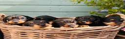 Dachshund dogs for sale: 🐾🌿 KC Registered Teckel Dachshund Litter 🌿🐾 - Advert 4