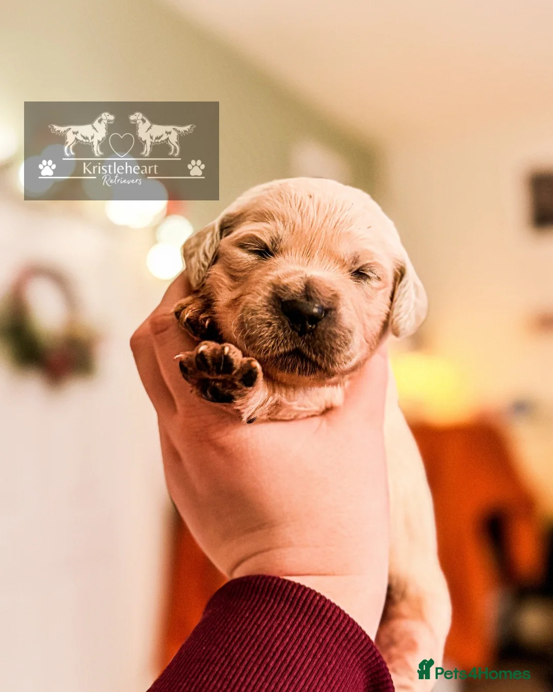 Golden Retriever dogs for sale: KC HEALTH TESTED PUPS *1 boy remaining* - Advert 8