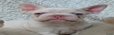 French Bulldog 3