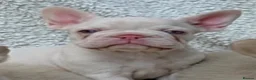 French Bulldog dogs for sale: Exceptional KC Registered French Bulldog Puppies - Advert 7