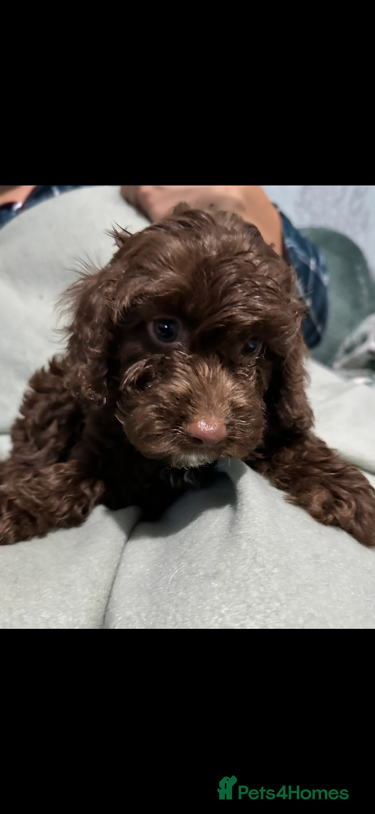 Cockapoo dogs Cockapoo Puppies  - Advert 18