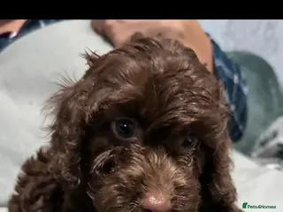 Cockapoo dogs Cockapoo Puppies - Advert 18