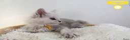 Maine Coon cats for sale: Stunning Maine Coon Kittens - Advert 33