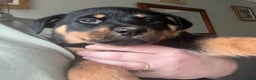 Rottweiler dogs for sale: One Female Rottweiler left from a litter of 8 - Advert 5