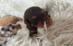 Cavapoo dogs for sale: Stunning Cavapoo puppies  - Image 5