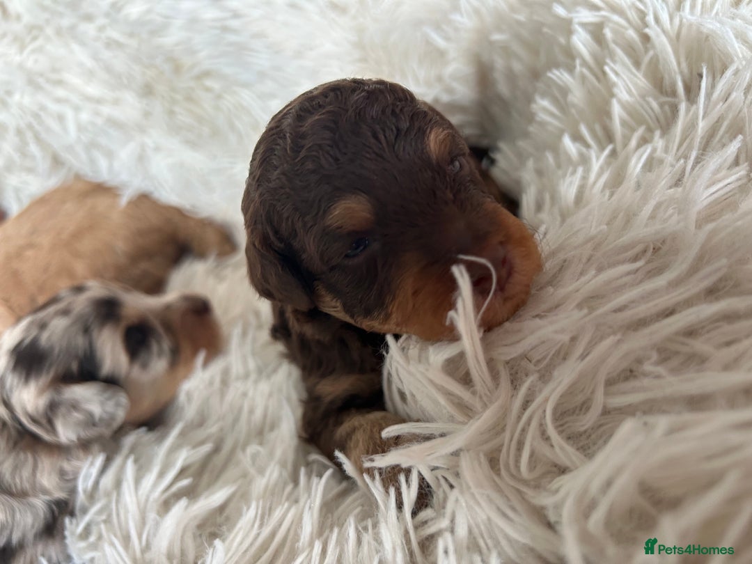 Cavapoo dogs for sale: Stunning Cavapoo puppies  - Image 5