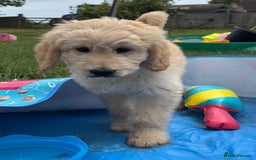 Labradoodle dogs for sale: F1B Standard Labradoodle Puppies Ready Now!🩷💙 - Image 6