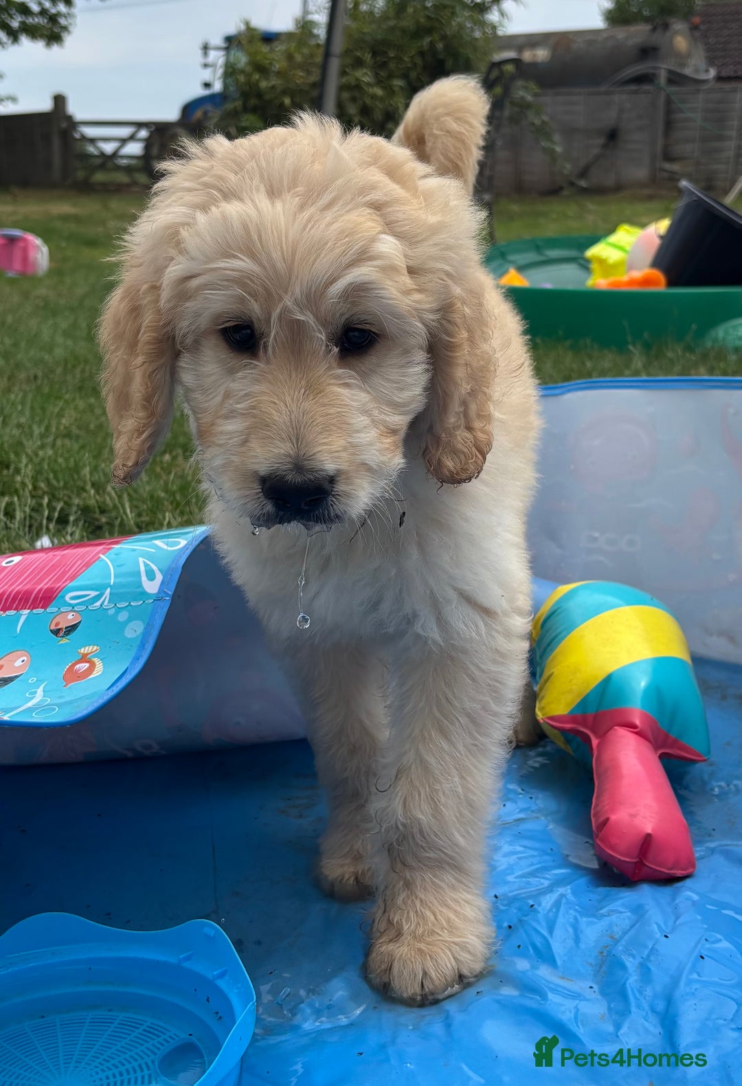 Labradoodle dogs for sale: F1B Standard Labradoodle Puppies Ready Now!🩷💙 - Image 6