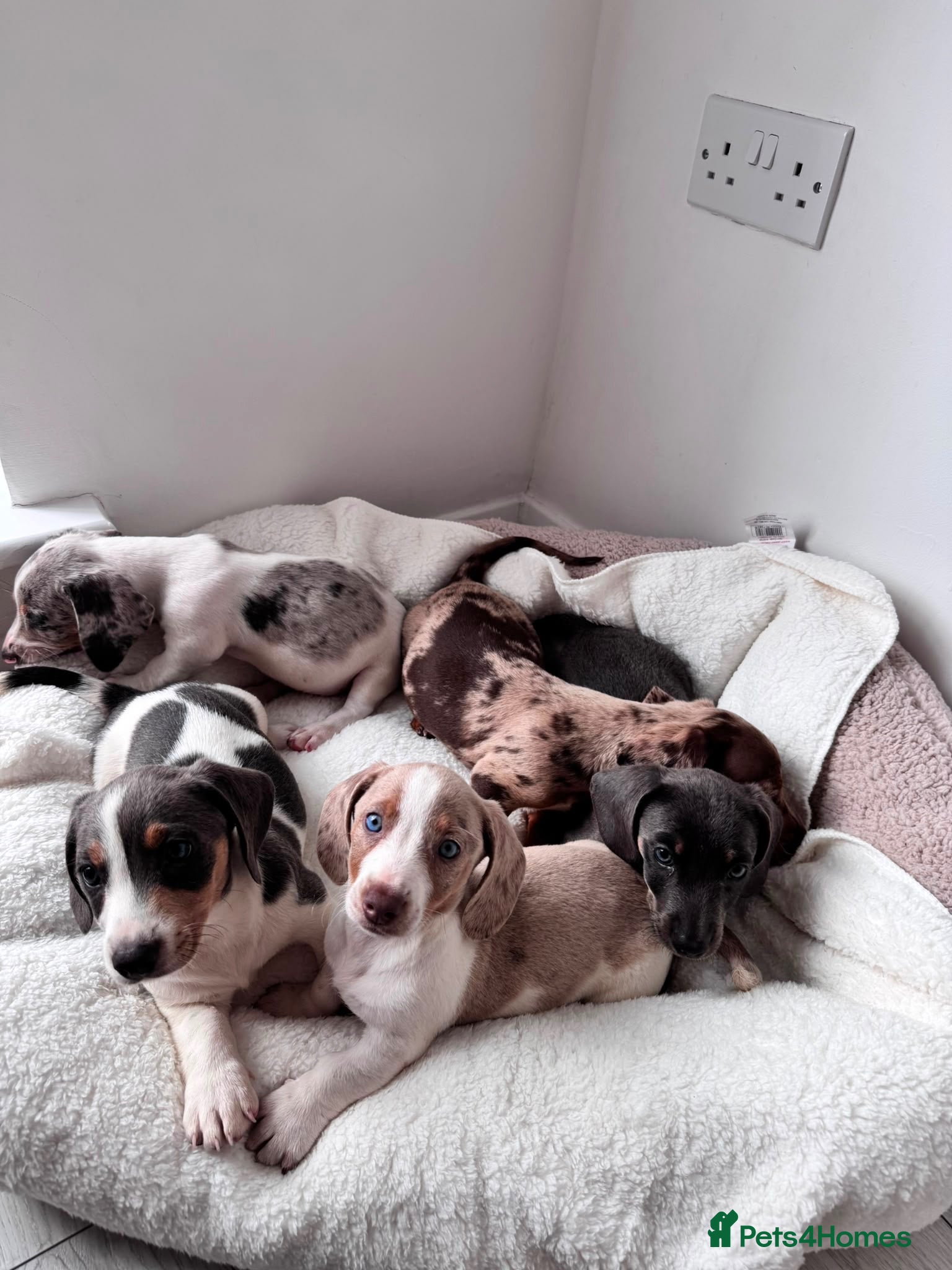 Miniature Dachshund dogs Miniature dachshund - Advert 17