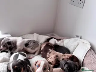 Miniature Dachshund dogs Miniature dachshund - Advert 17