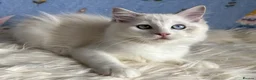 Ragdoll cats for sale: Beautiful Tica Registered Kittens Ragdoll - Advert 17