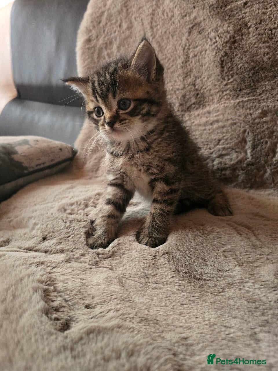 Scottish Fold cats for sale: 4 lovely kittens - Advert 1
