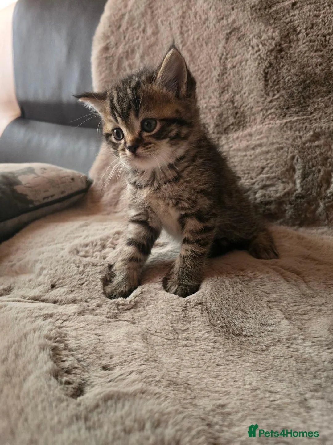 Scottish Fold cats for sale: 4 lovely kittens - Advert 1