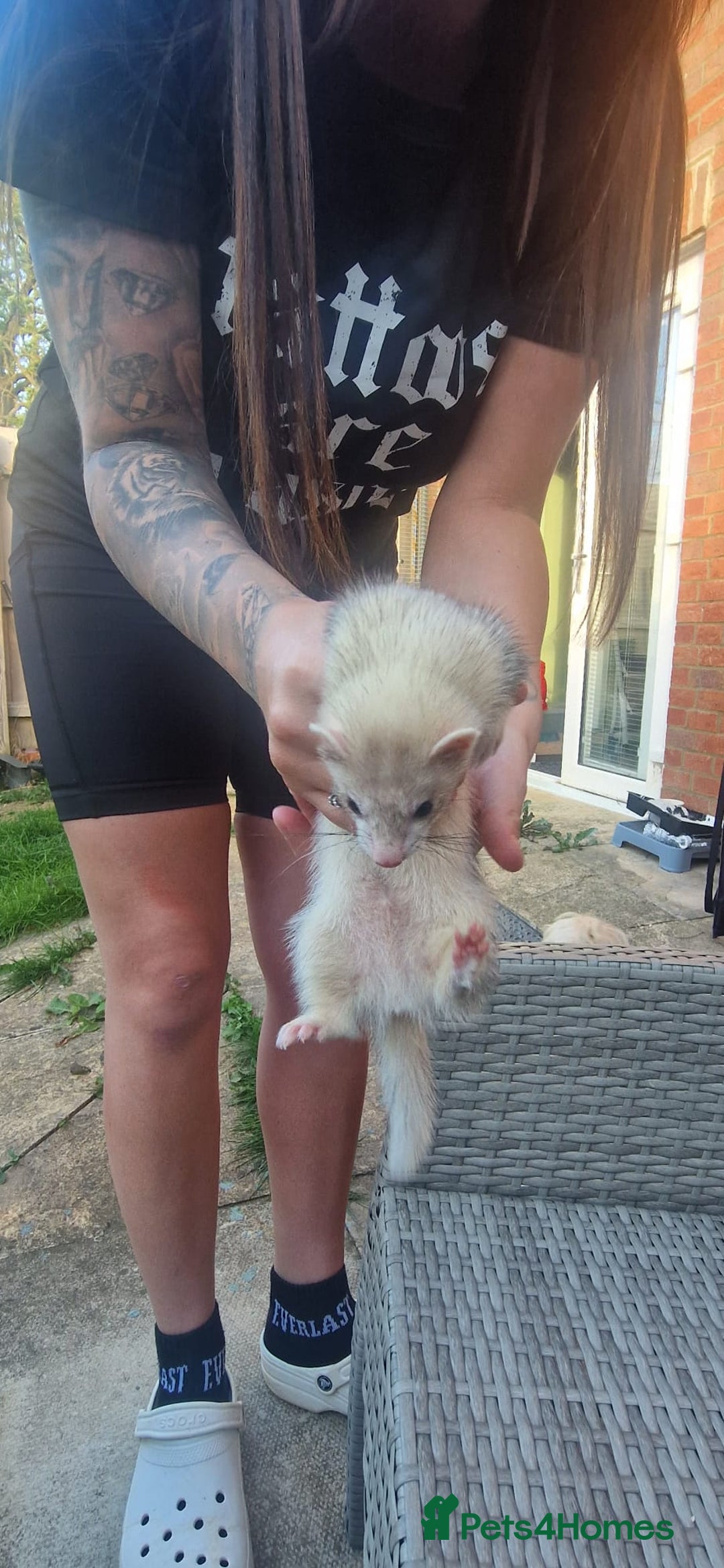 Ferret rodents for sale: 2 micro ferret kits - 5 months old - Image 5