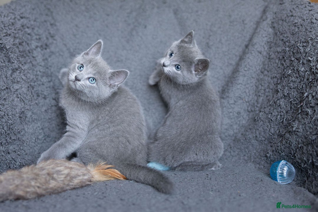 Russian Blue cats for sale: Pure Russian Blue Kittens Available  - Image 19