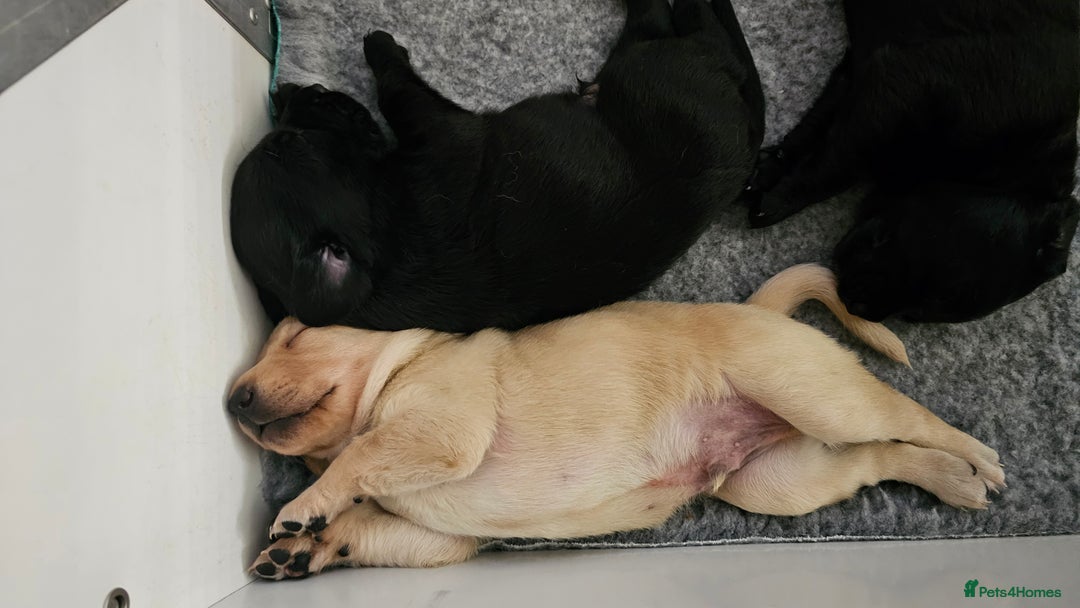 Labrador Retriever dogs for sale: KC Labrador Puppies – Ready 23rd August 🐾 - Image 8