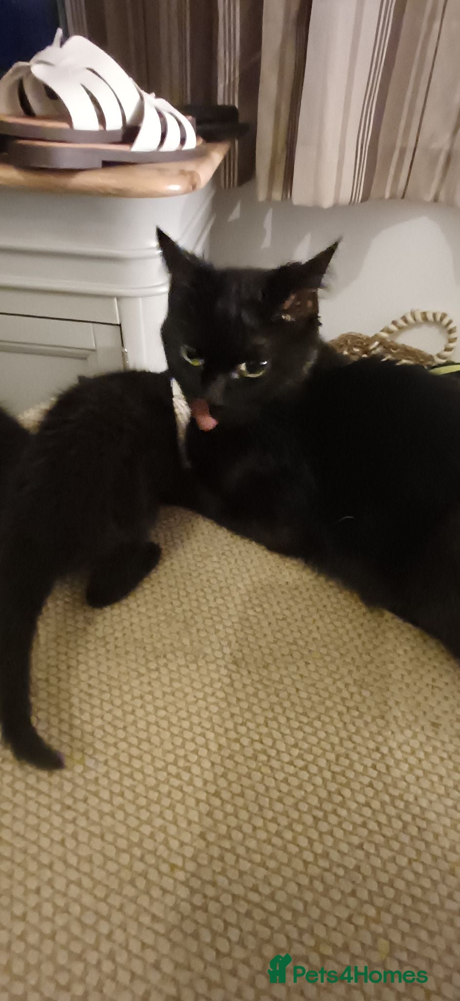 British Shorthair cats 3 lovely black kittens - Advert 2