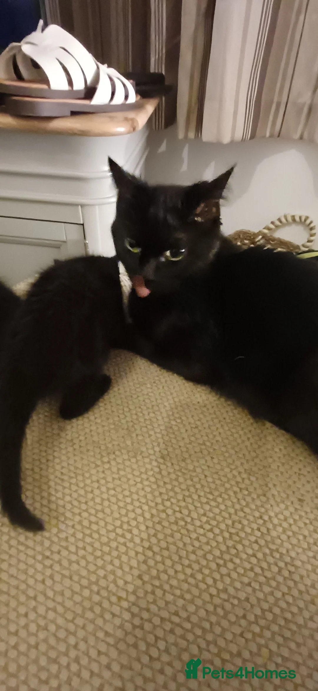 British Shorthair cats for sale: 3 lovely black kittens in Preston - Advert 1