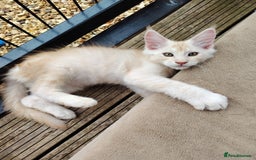 Maine Coon cats for sale: Home raised stunning Mainecoon boys. - Image 27