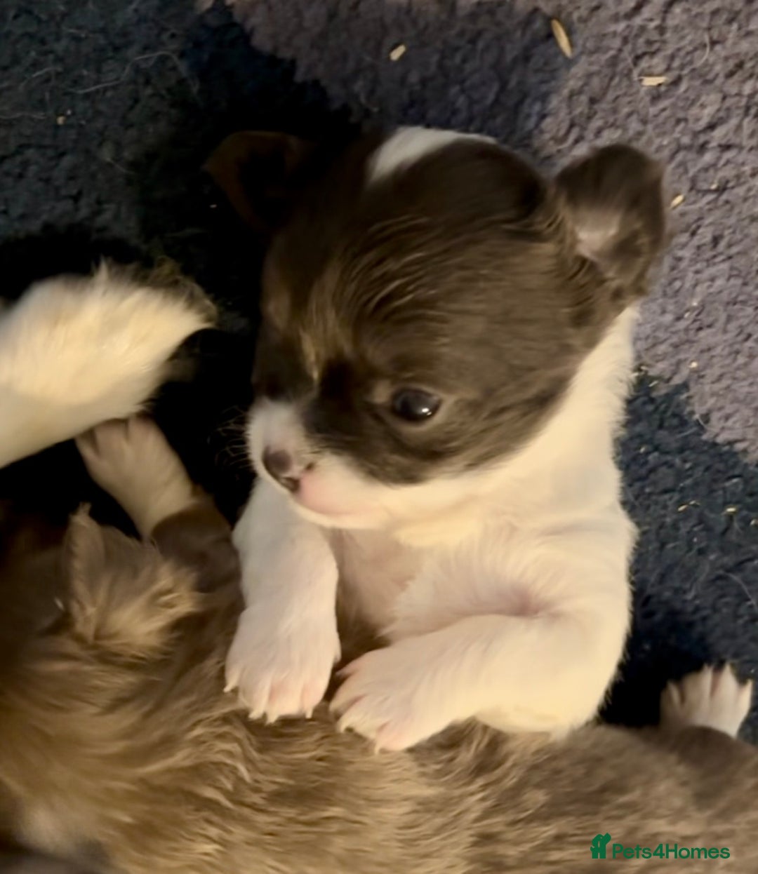 Chihuahua dogs for sale: Beautiful long haired, chihuahua puppies - Advert 10