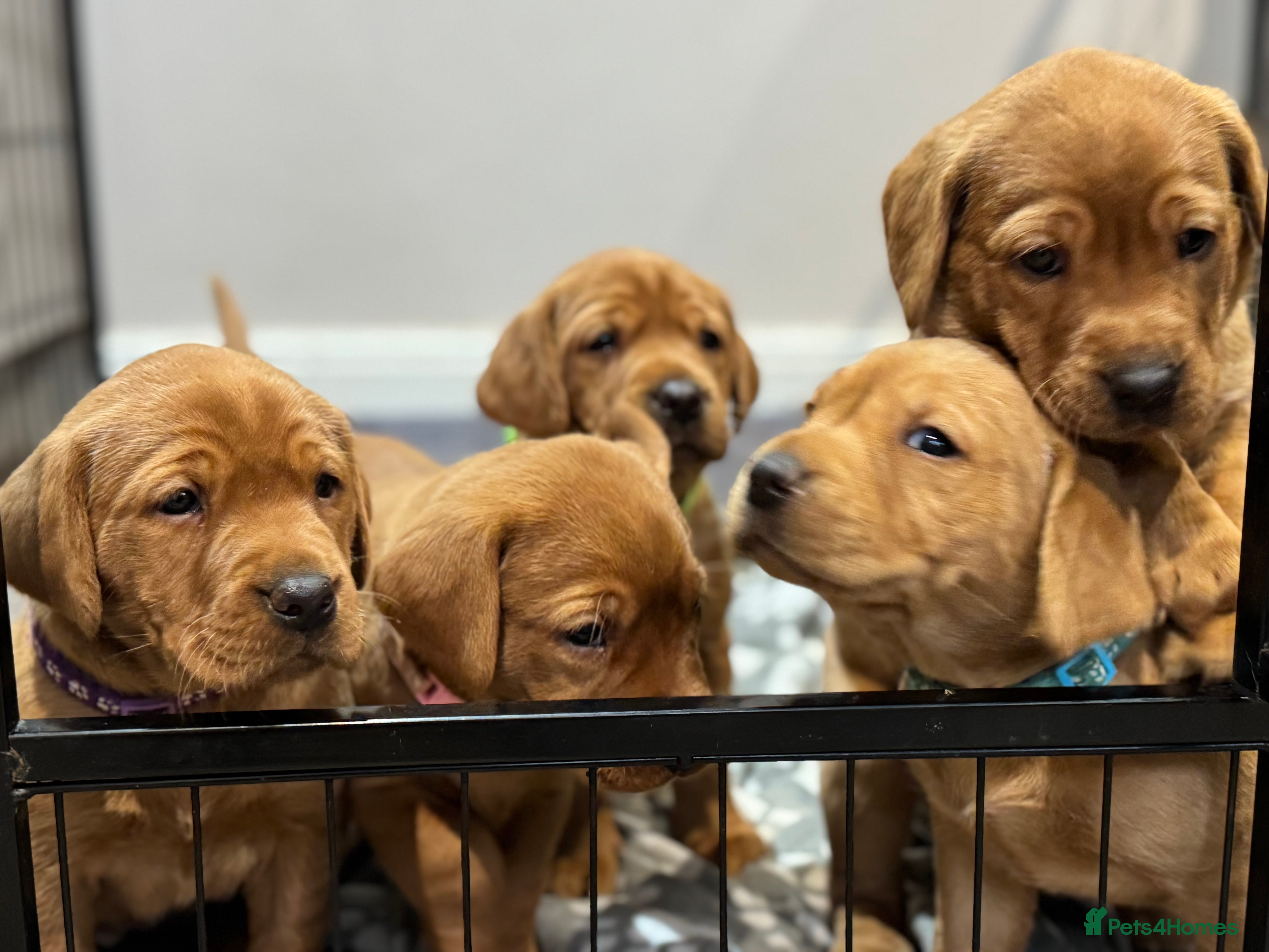 Labrador Retriever dogs KC, FTCH gen, Hlth Tested, Fox Red Labrador Pups  - Advert 1