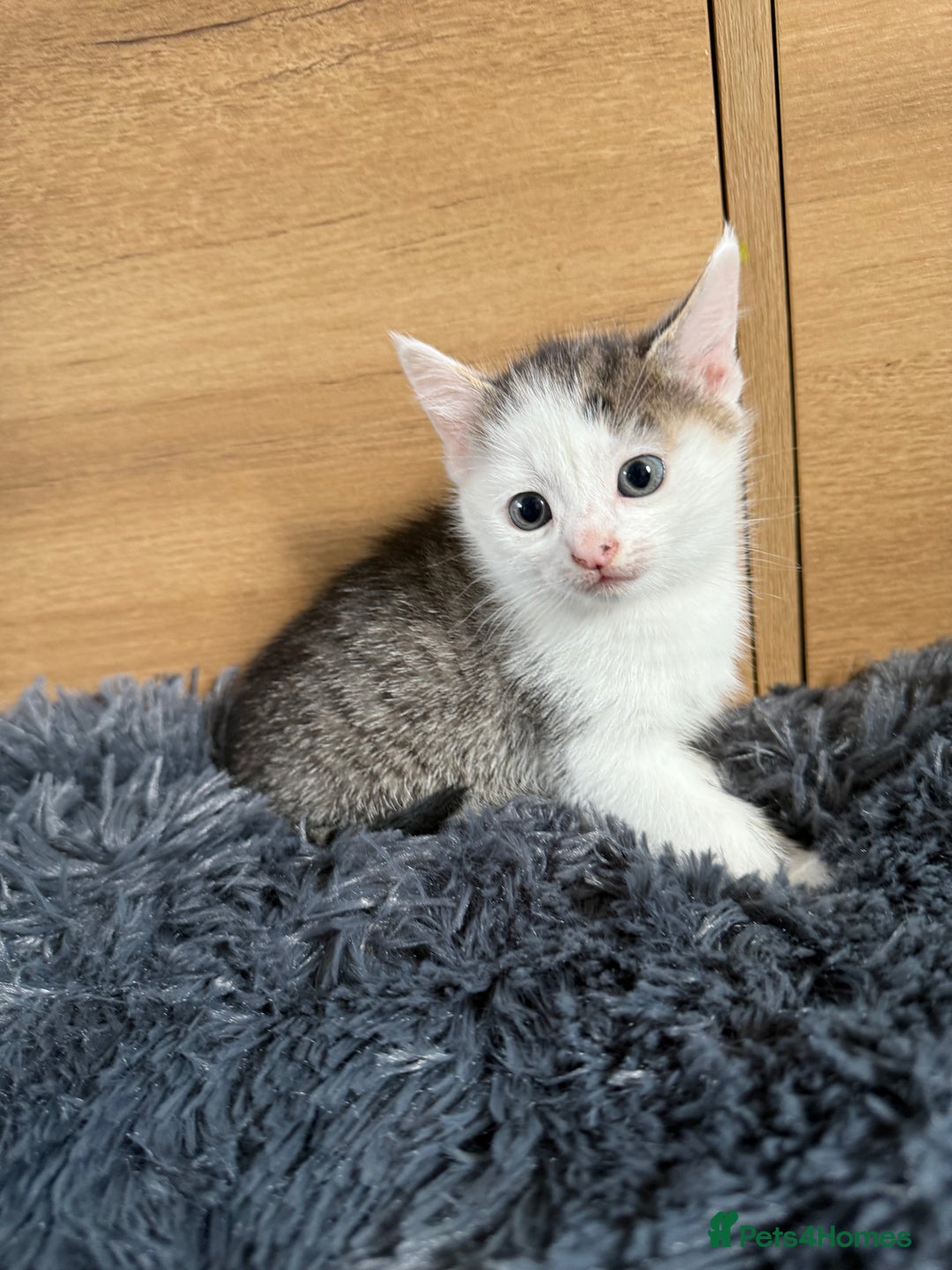Mixed Breed cats for sale: Mixed kitten - Image 8