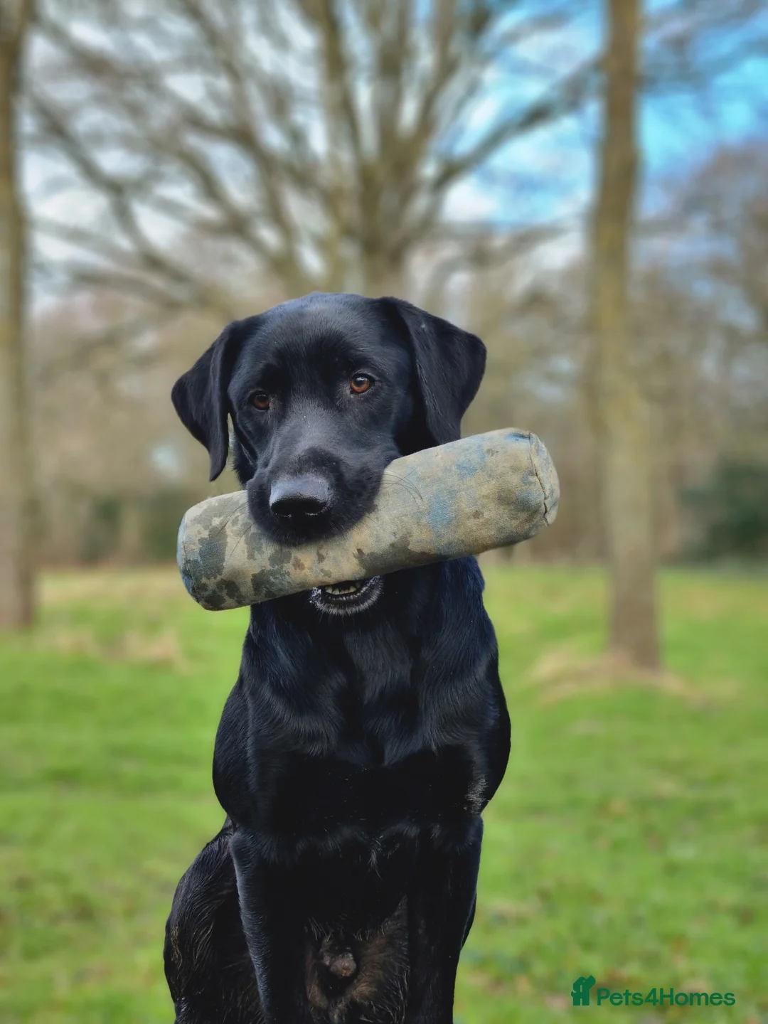 Labrador Retriever dogs for stud: Health tested stud in Hailsham - Advert 10