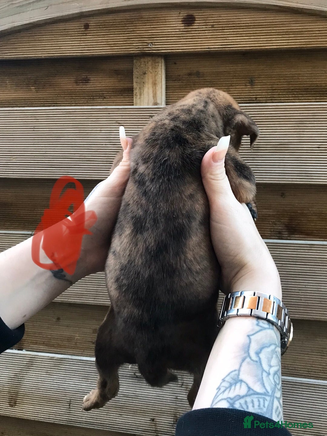 Mixed Breed dogs for sale: Bullweiller pups Merle  - Advert 18