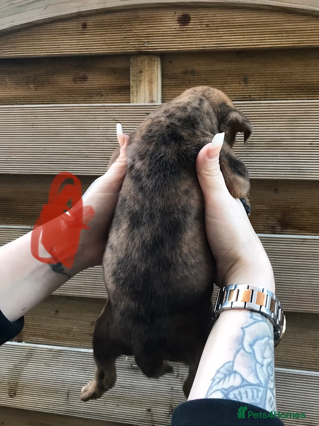 Mixed Breed dogs for sale: Bullweiller pups Merle  - Advert 18