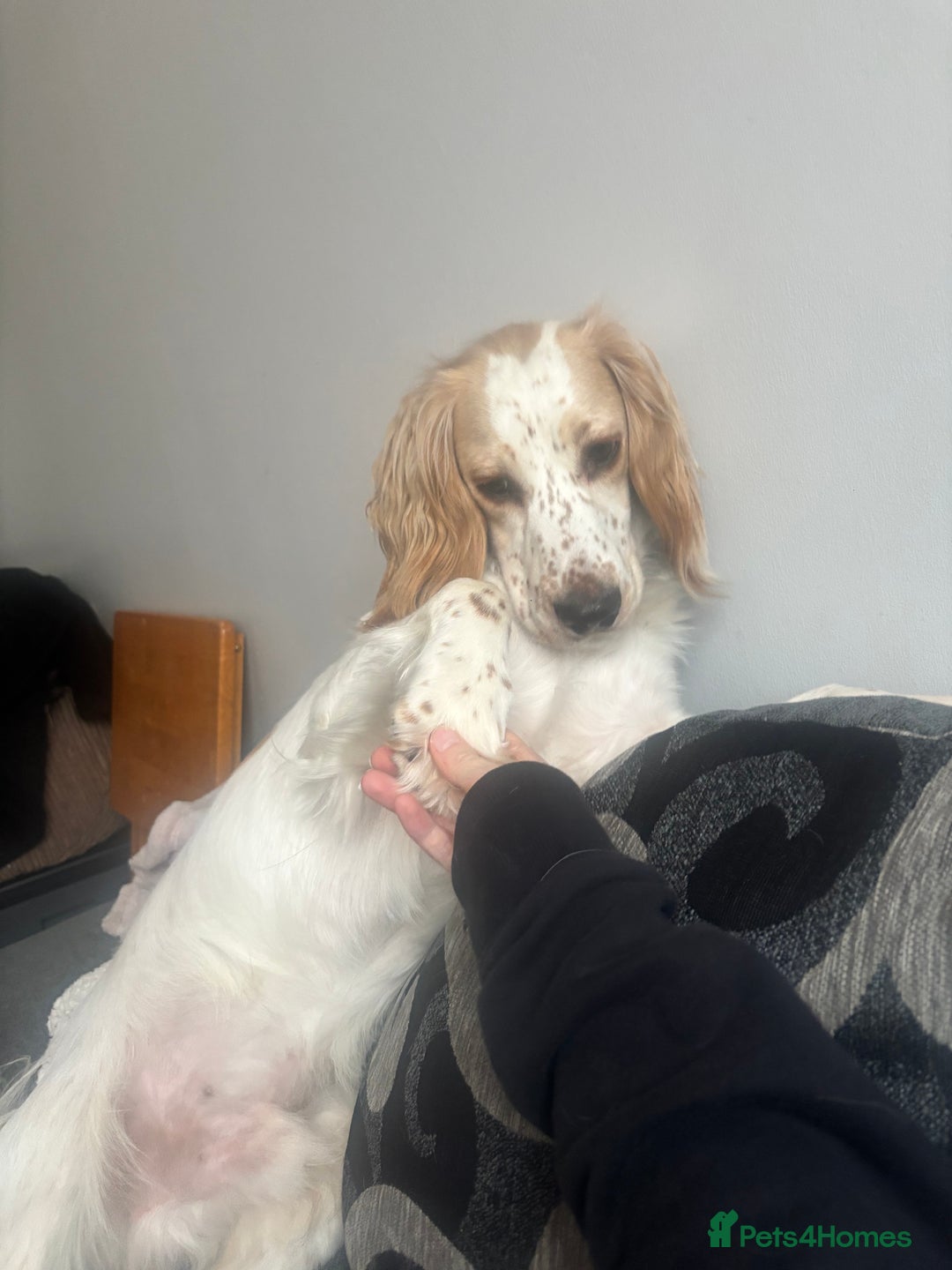 Gallery Image {{count}}