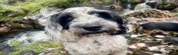 Sproodle dogs for stud: Sproodle for Stud in Beauly - Advert 7