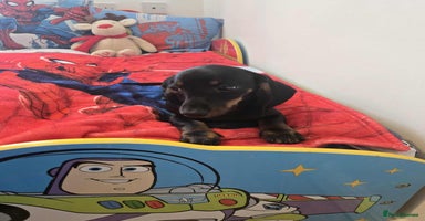 Dachshund dogs - Advert 7