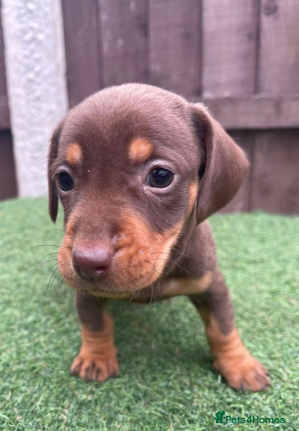 Dachshund dogs 6 beautiful dachshunds ready for new homes!!!! - Advert 1