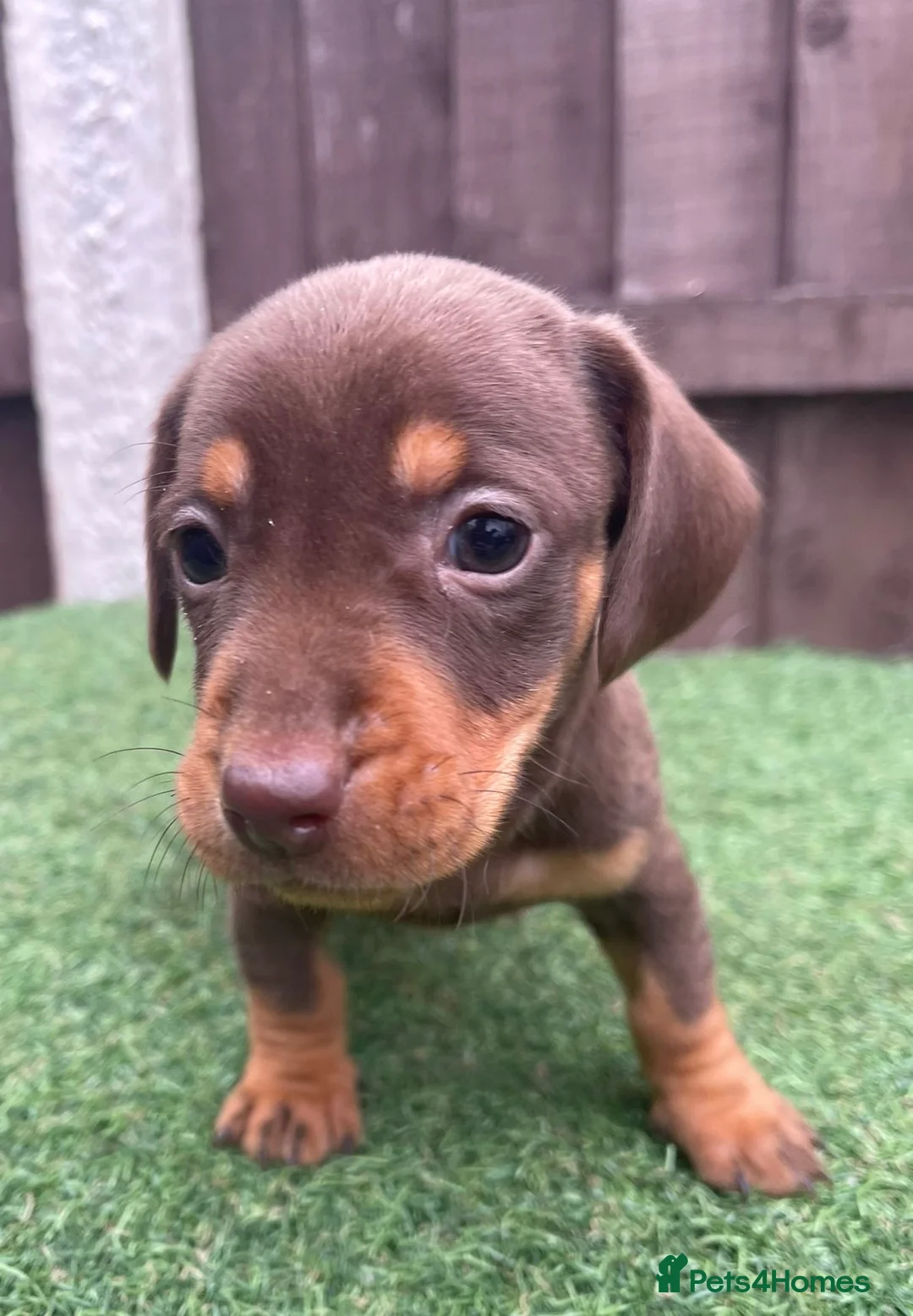 Dachshund dogs for sale: 6 beautiful dachshunds ready for new homes!!!! in Leeds - Advert 1