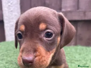 Dachshund dogs Black dapple and chocolate puppy still available!! - Advert 4