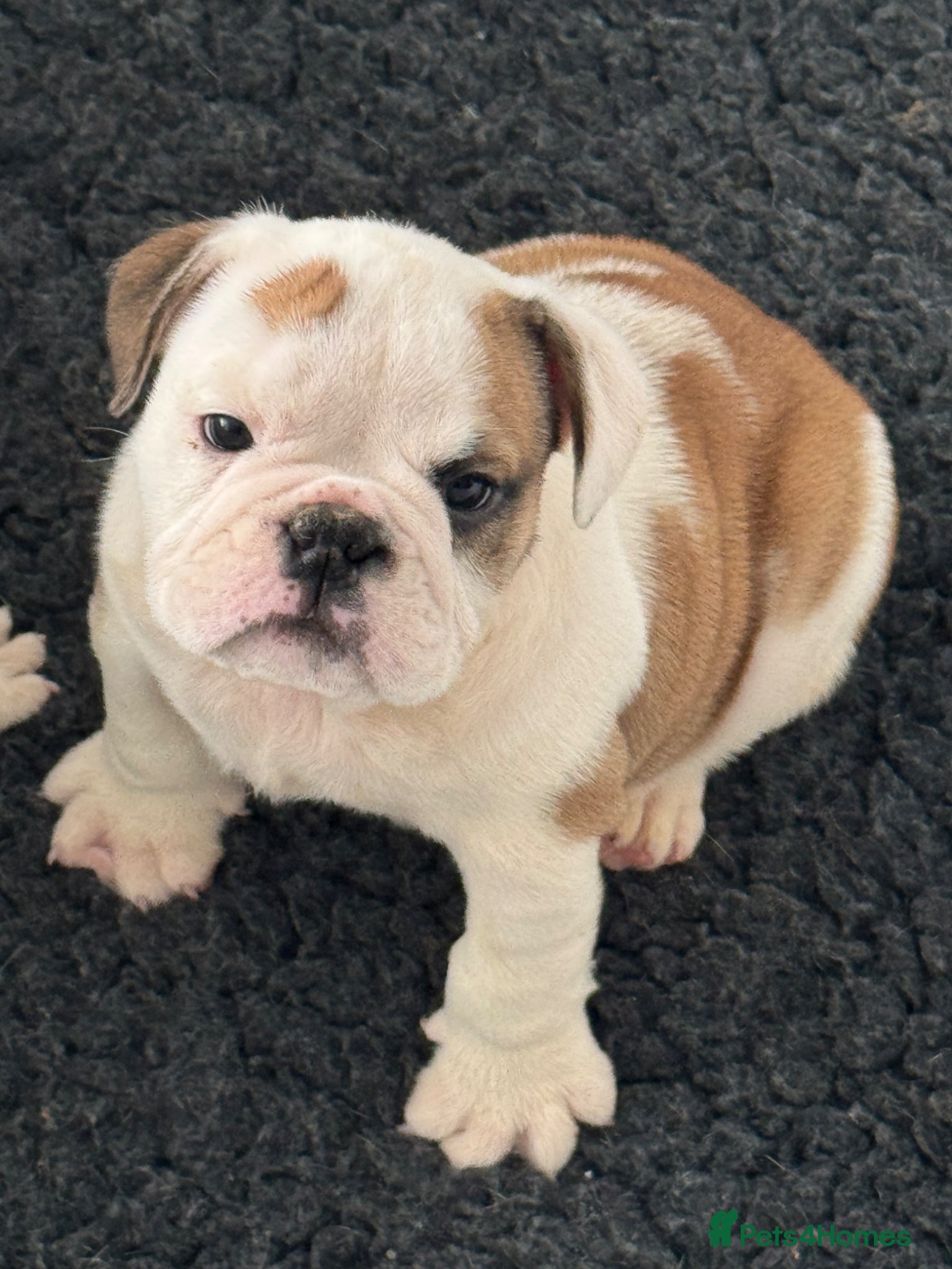 English Bulldog dogs KC REGISTERED Red/White English Bulldog Puppies  - Advert 2